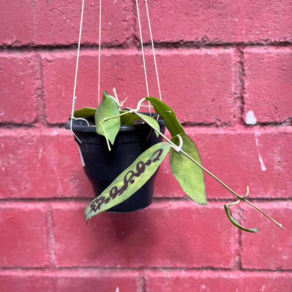  Hoya Cagayanensis Plant