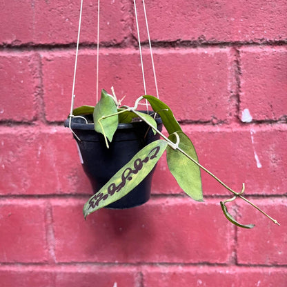  Hoya Cagayanensis Plant