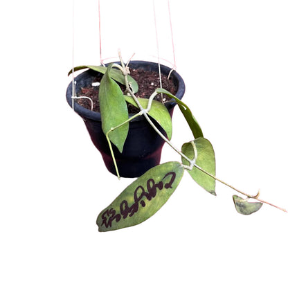  Hoya Cagayanensis Plant
