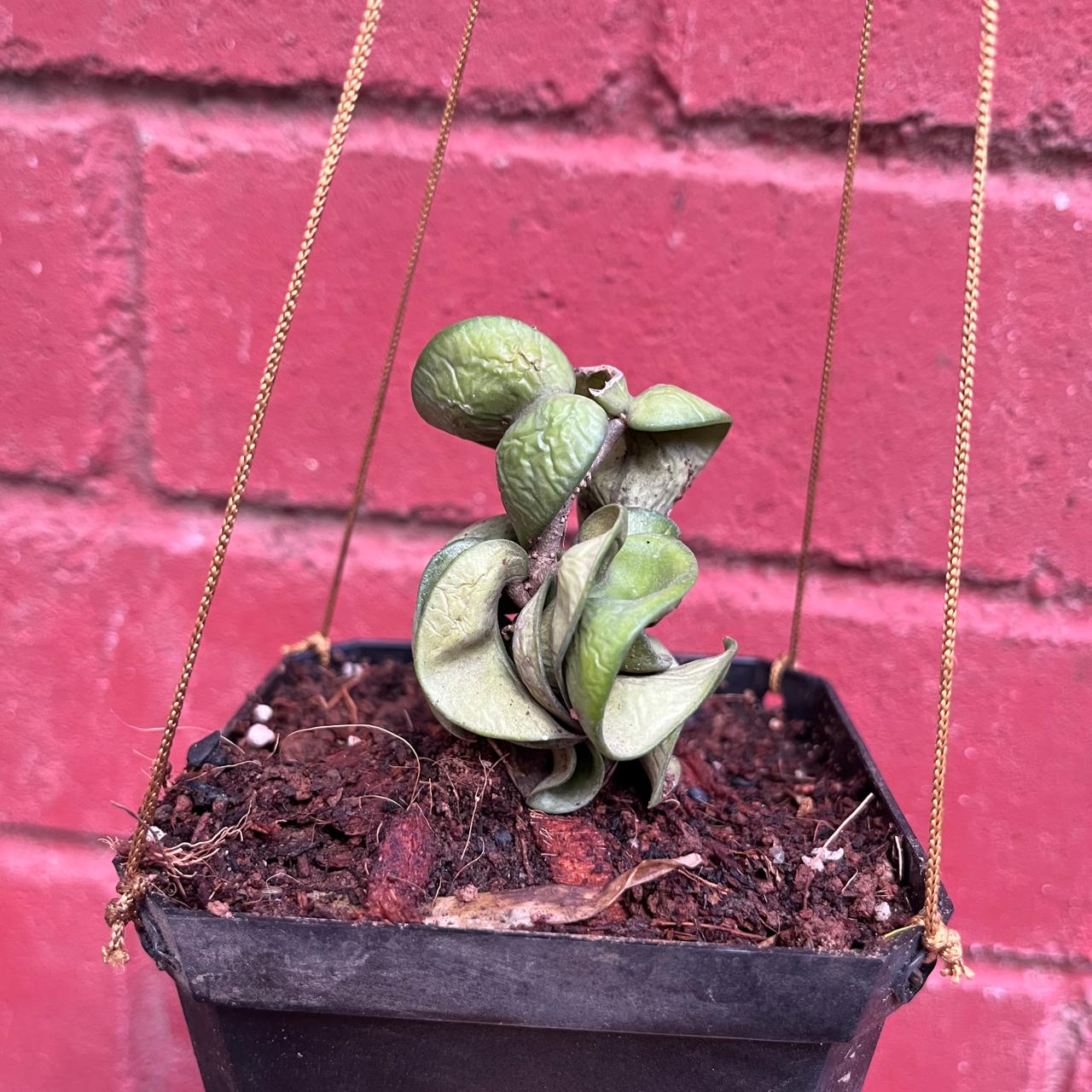  Hoya Carnosa Compacta Plant