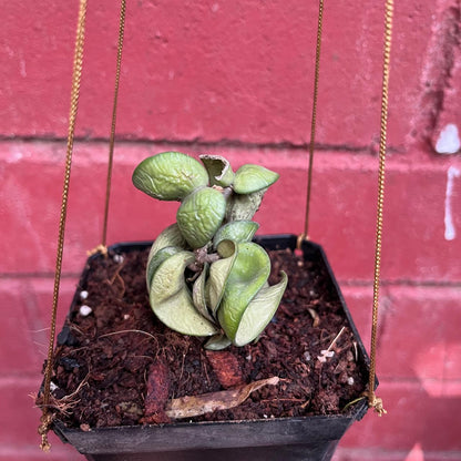  Hoya Carnosa Compacta Plant