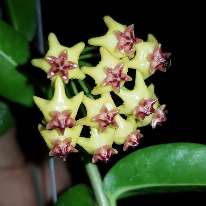 Hoya Densifolia F. Dark Plant