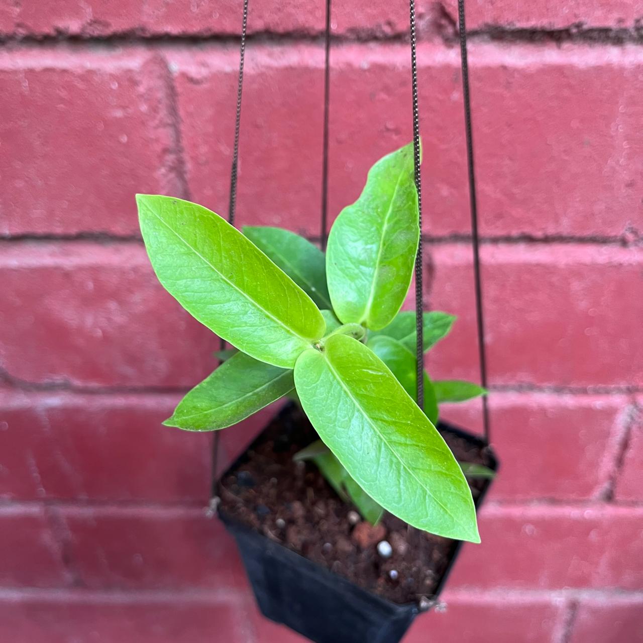  Hoya Densifolia F. Dark Plant