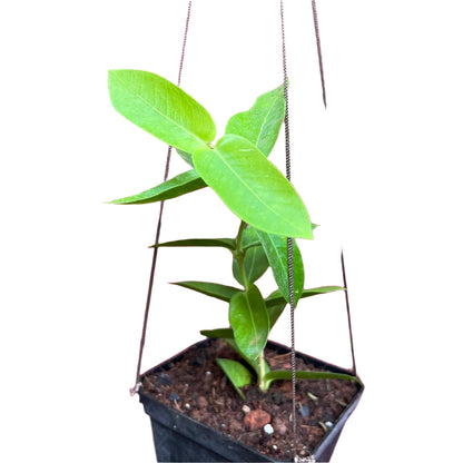  Hoya Densifolia F. Dark Plant