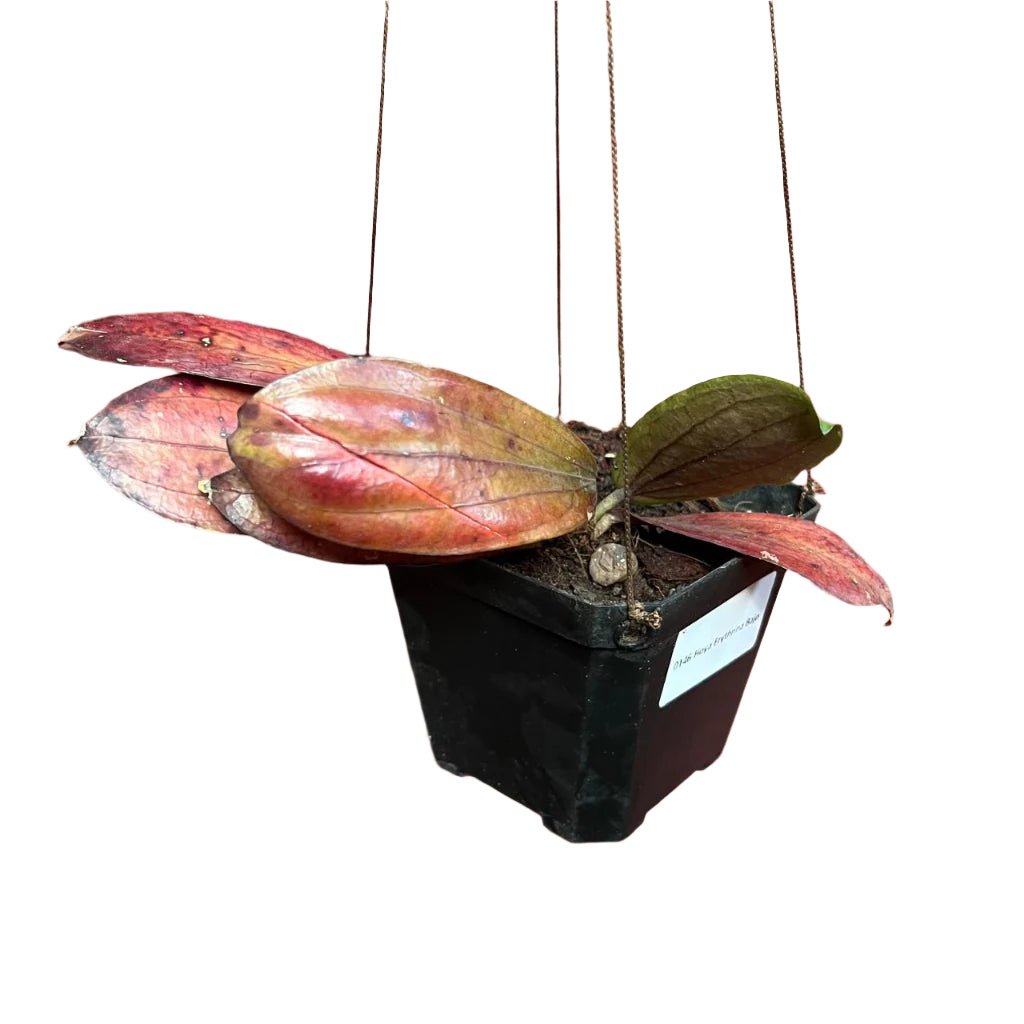  Hoya Erythrina Bajo Plant