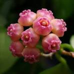  Hoya Heuschkeliana 'Variegata' Plant