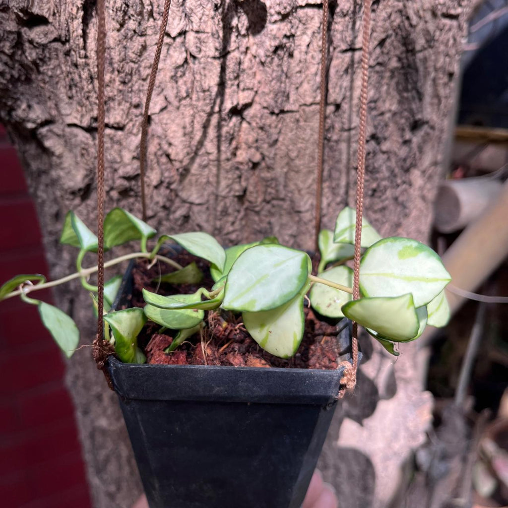  Hoya Heuschkeliana 'Variegata' Plant