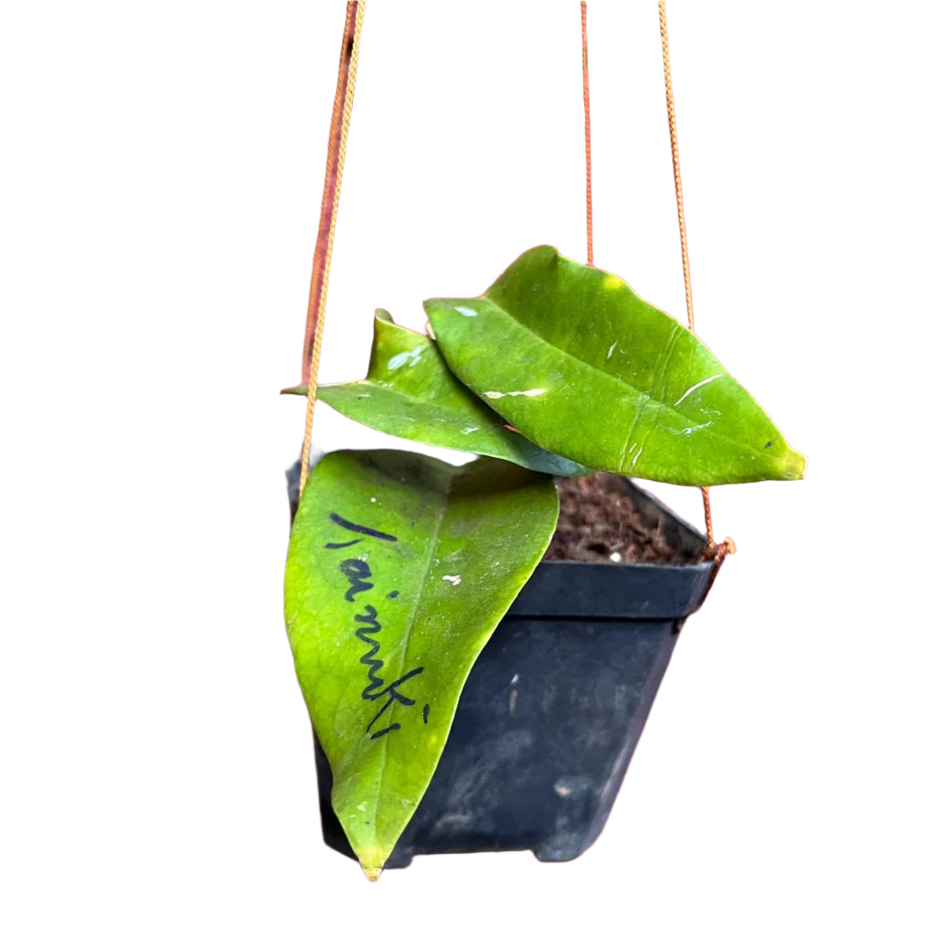  Hoya Kaimuki Plant