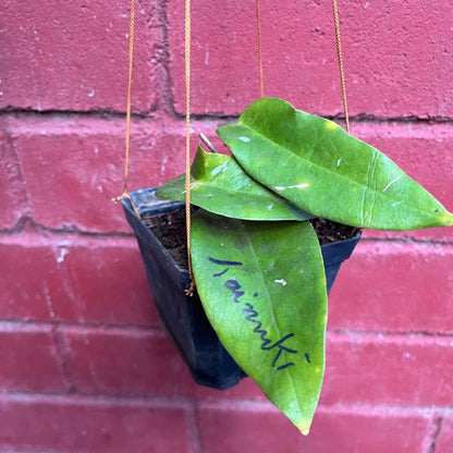  Hoya Kaimuki Plant