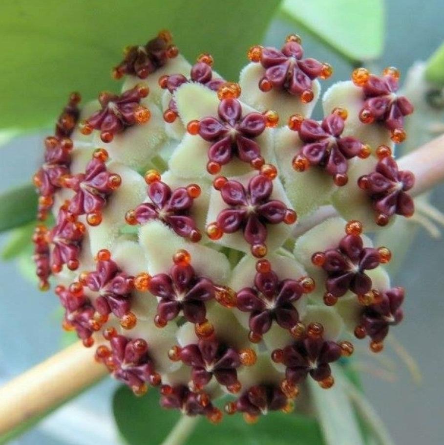  Hoya Kerrii Plant