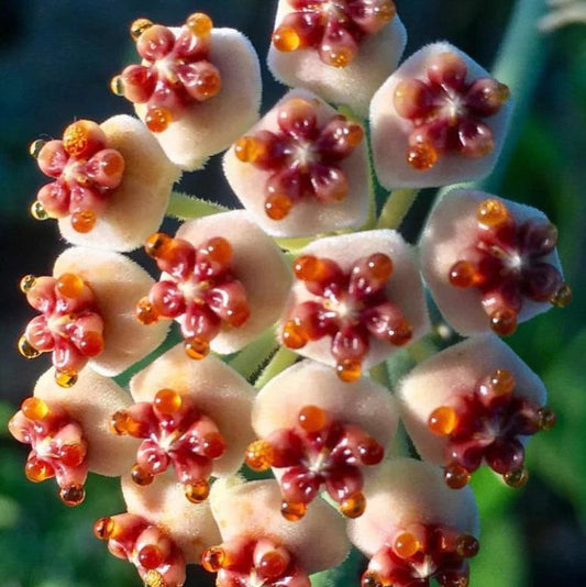  Hoya Kerrii Albomarginata Plant