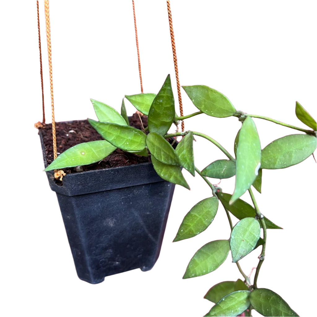  Hoya Lacunosa Plant
