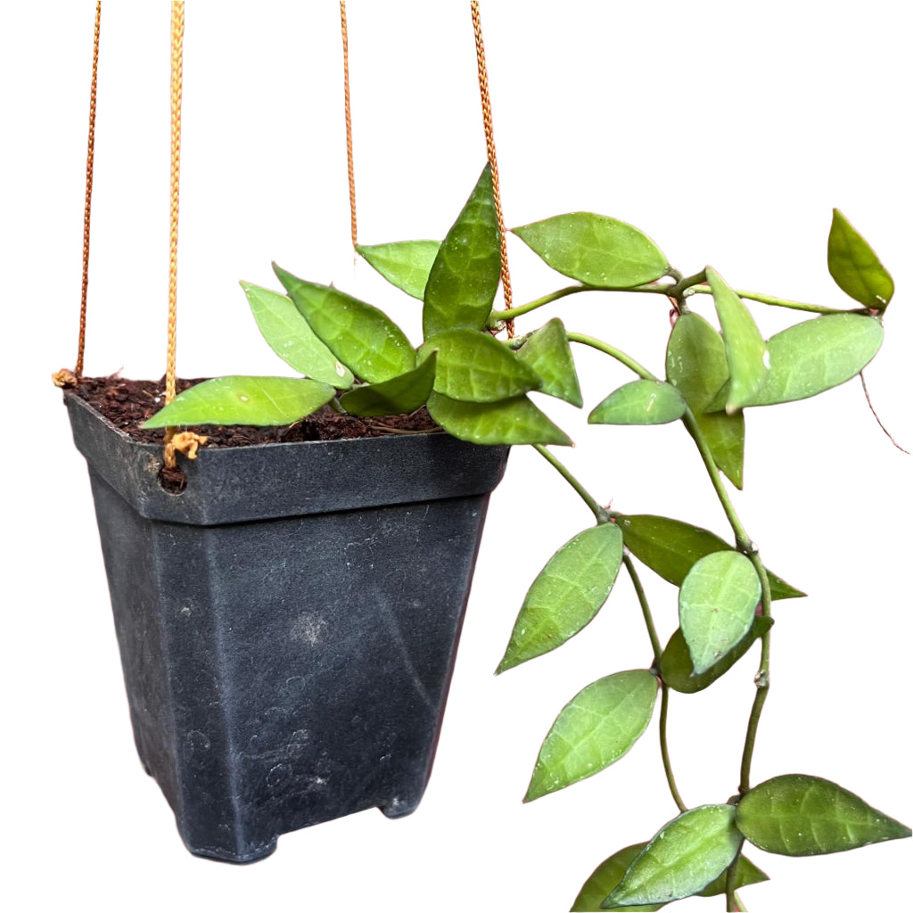  Hoya Lacunosa Plant
