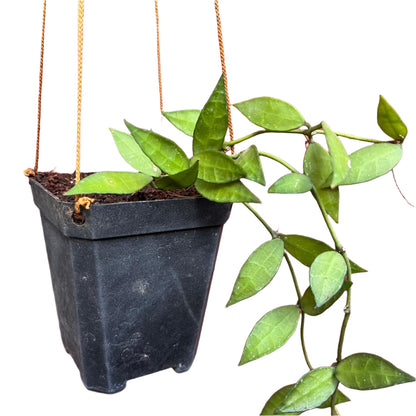  Hoya Lacunosa Plant
