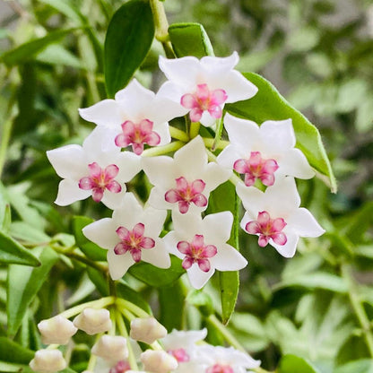 Hoya Lanceolata Bella Albomarginata Plant