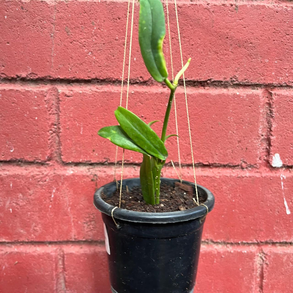  Hoya Lobbii Red Plant