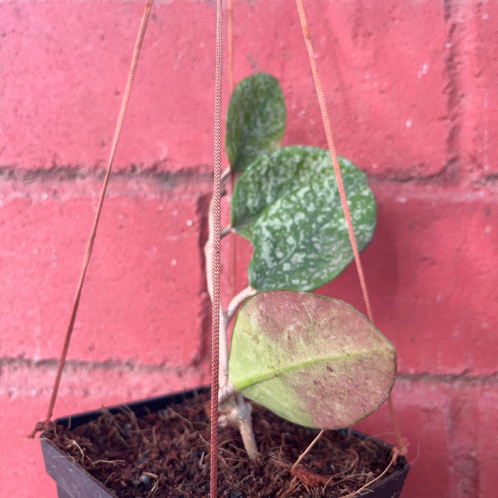  Hoya Obovata Splash Plant