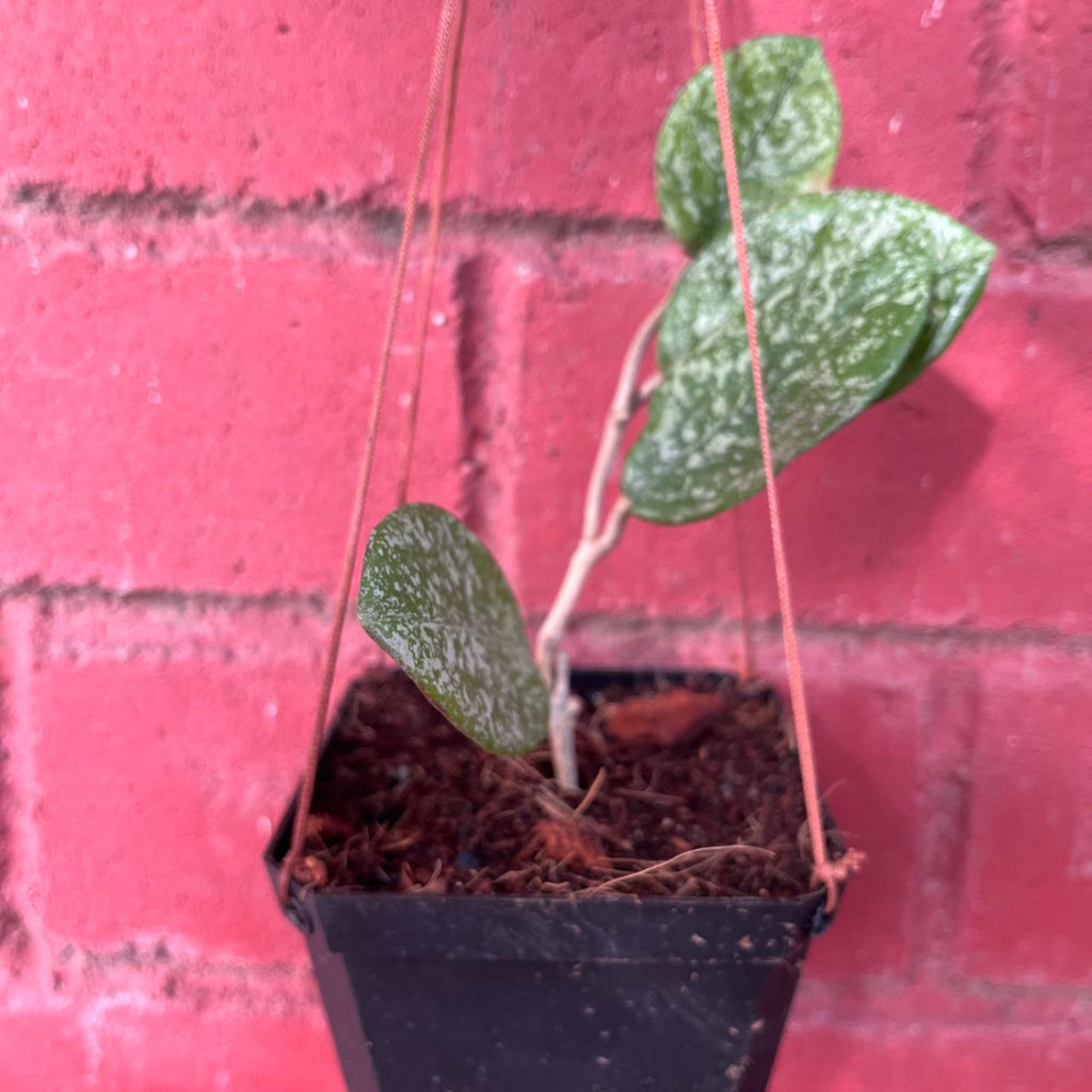  Hoya Obovata Splash Plant