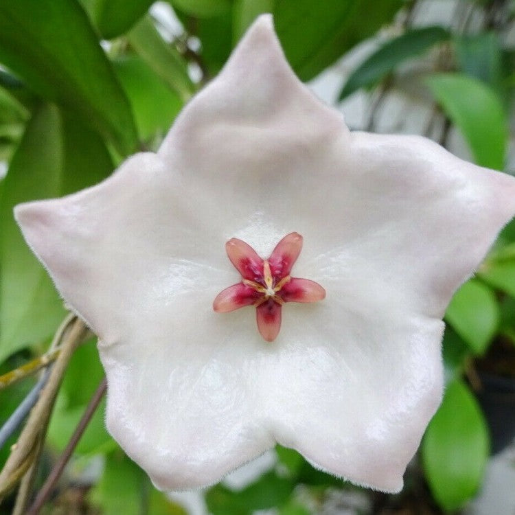  Hoya Patella White Plant