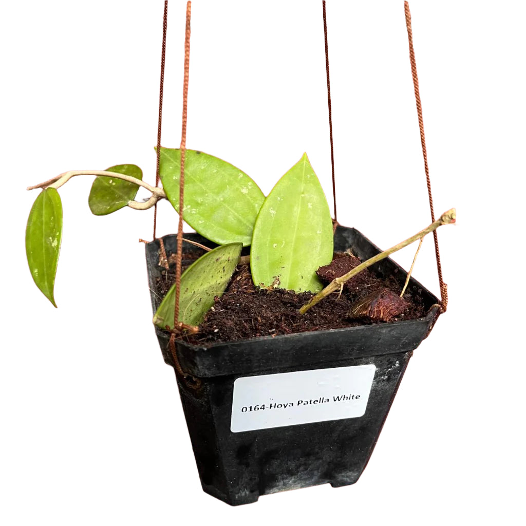  Hoya Patella White Plant
