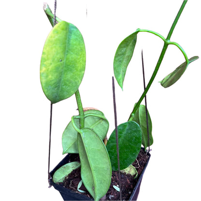  Hoya Ruthie Yellow Plant