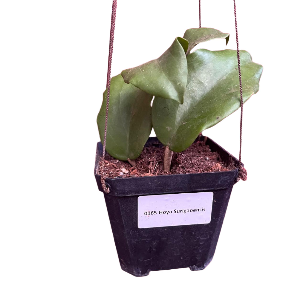  Hoya Surigaoensis Plant