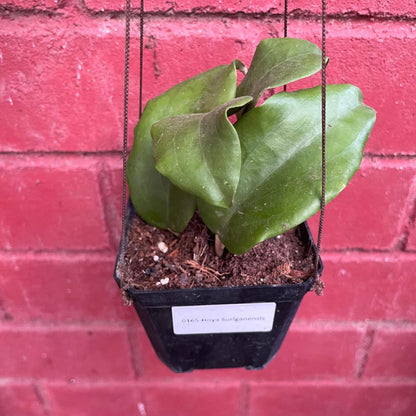  Hoya Surigaoensis Plant