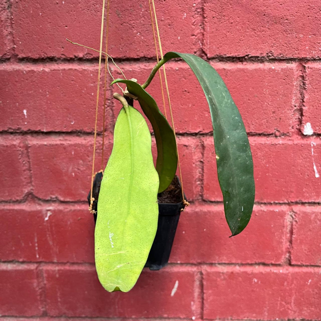  Hoya Treubiana Plant