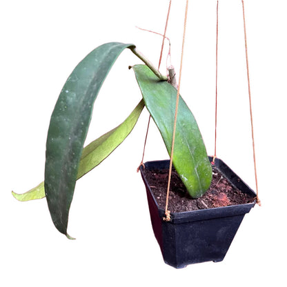  Hoya Treubiana Plant