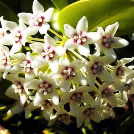  Hoya Australis 'Lisa' Plant