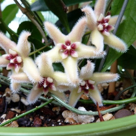  Hoya Buotii Plant