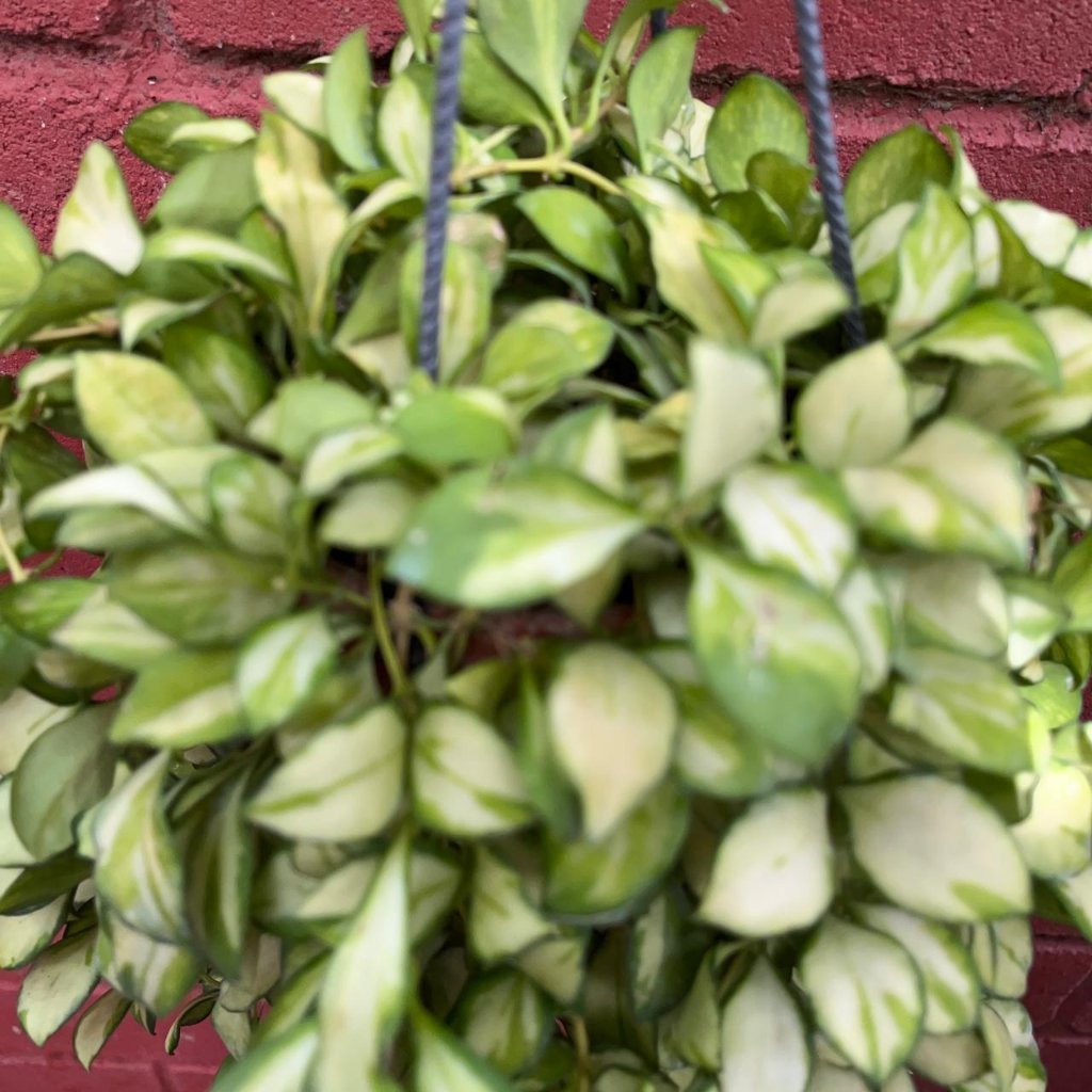  Hoya Heuschkeliana 'Variegata' Plant