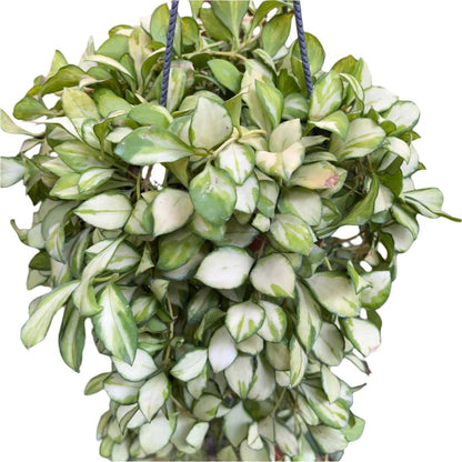  Hoya Heuschkeliana 'Variegata' Plant
