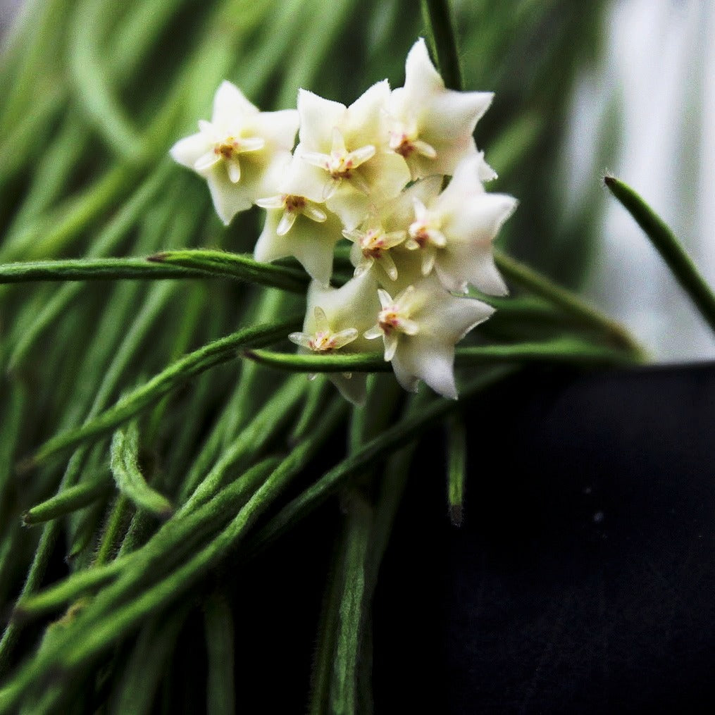  Hoya Linearis Plant