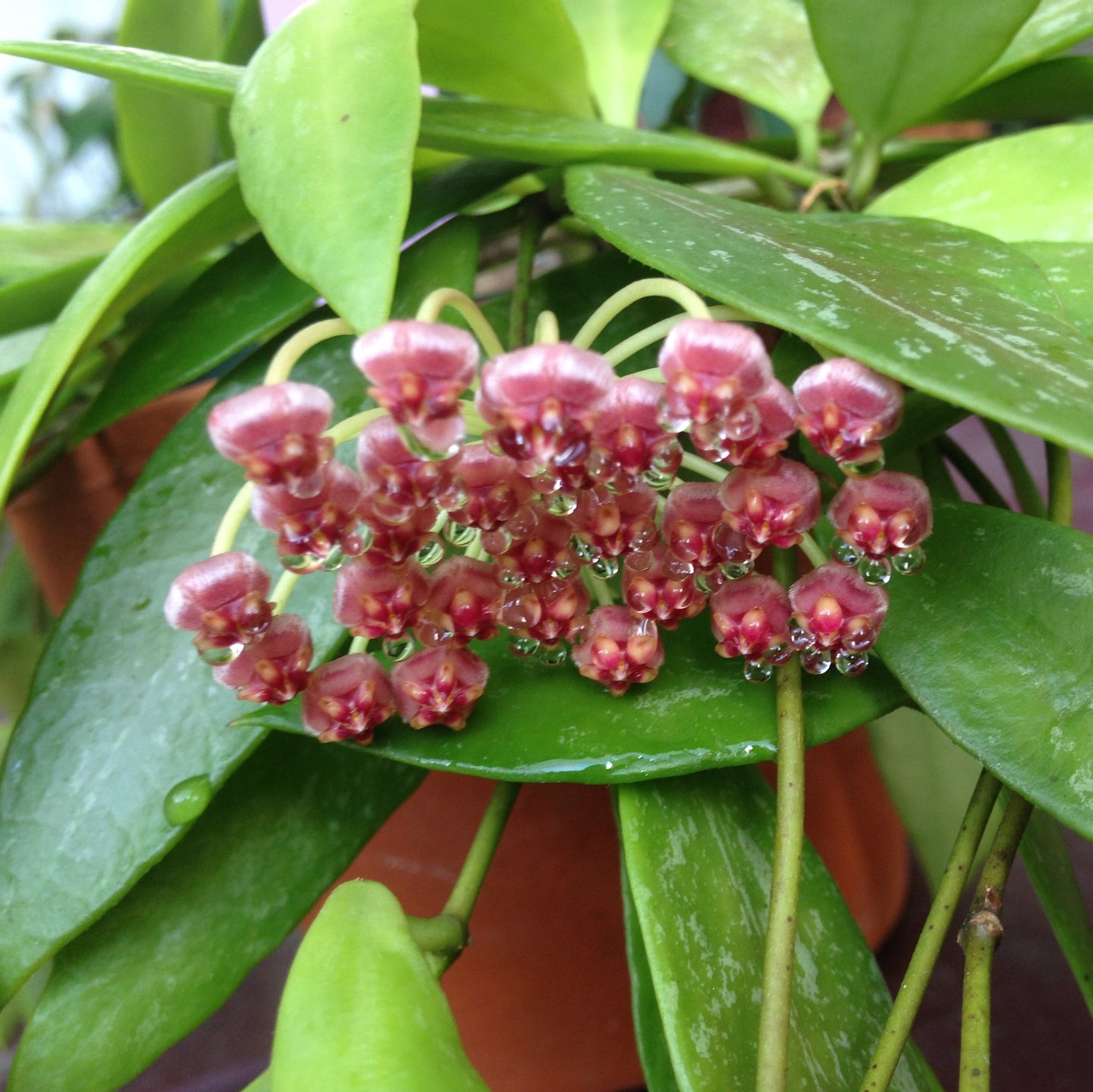  Hoya Memoria Plant