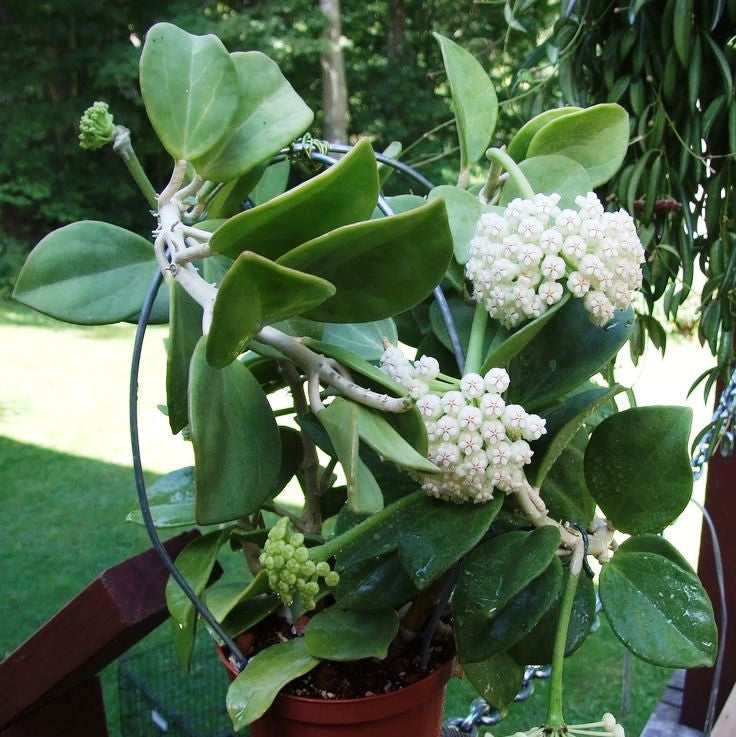  Hoya Pachyclada Plant