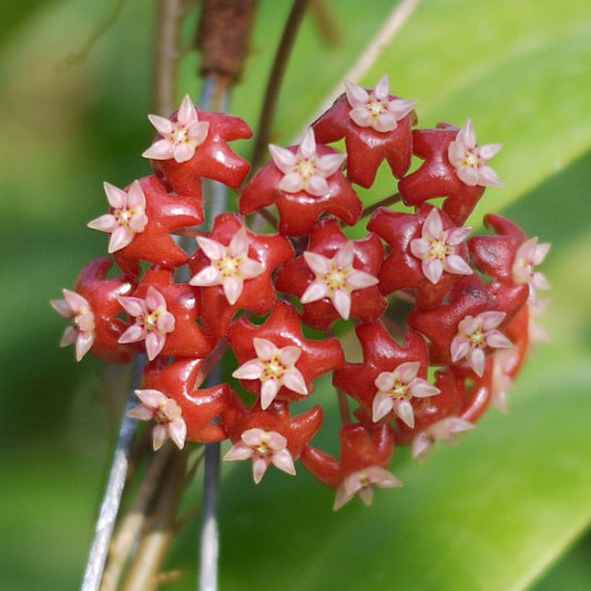  Hoya Affinis Plant