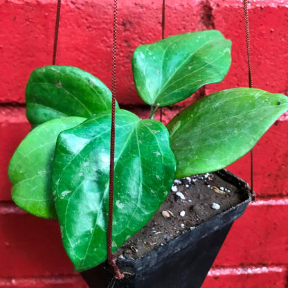  Hoya Balaensis Plant