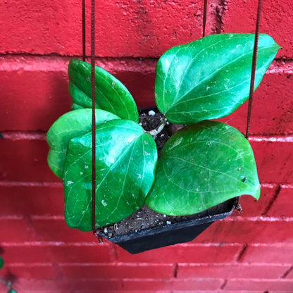  Hoya Balaensis Plant