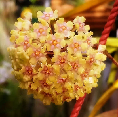  Hoya Balaensis Plant