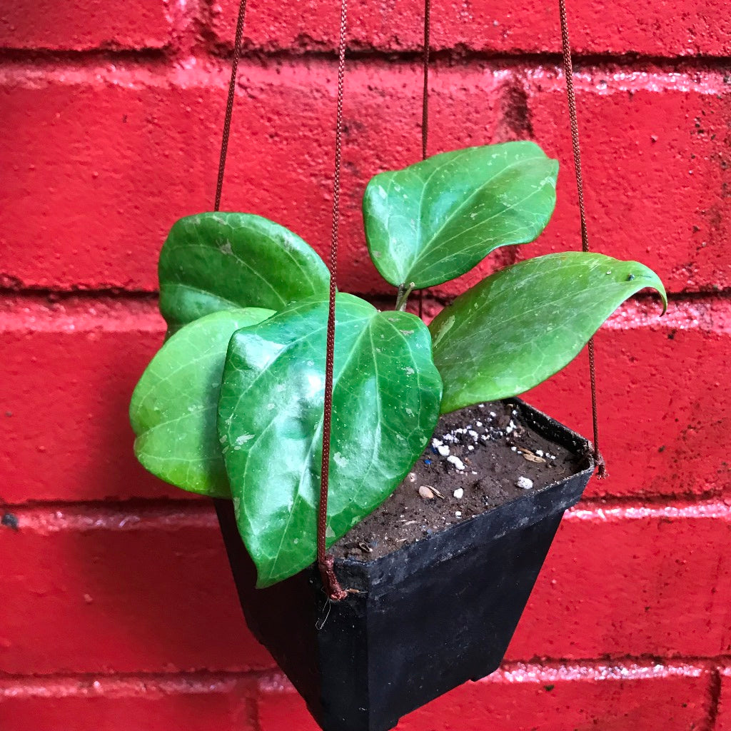  Hoya Balaensis Plant