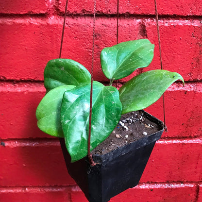  Hoya Balaensis Plant
