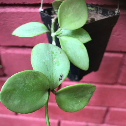  Hoya Biakensis Plant