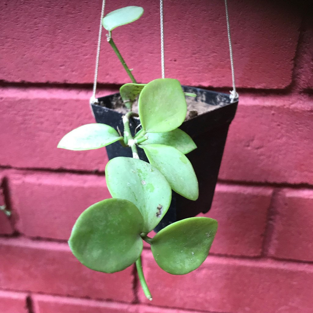  Hoya Biakensis Plant