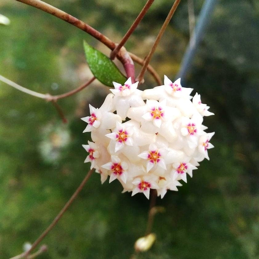  Hoya Bogor Plant