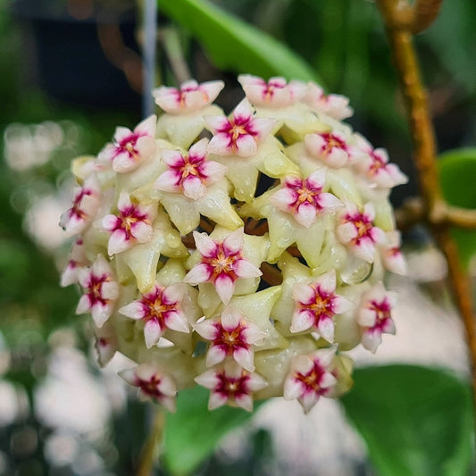 Hoya Bulusan Plant