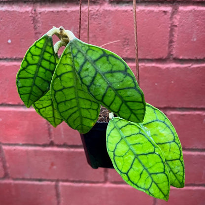  Hoya Callistophylla Plant