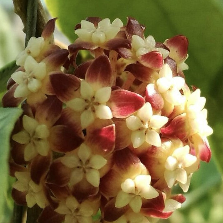  Hoya Callistophylla Plant