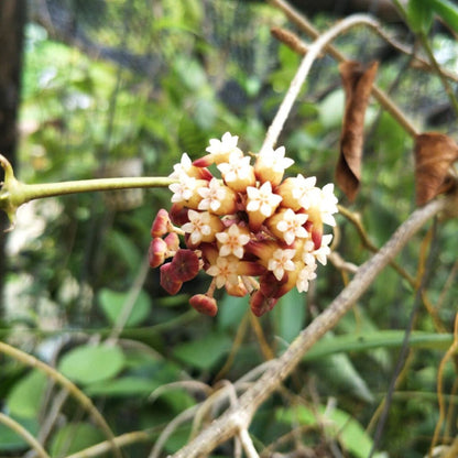  Hoya Callistophylla Plant