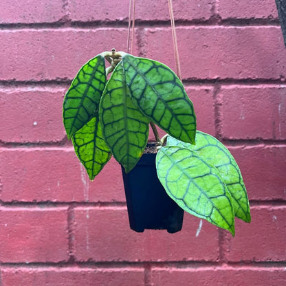  Hoya Callistophylla Plant